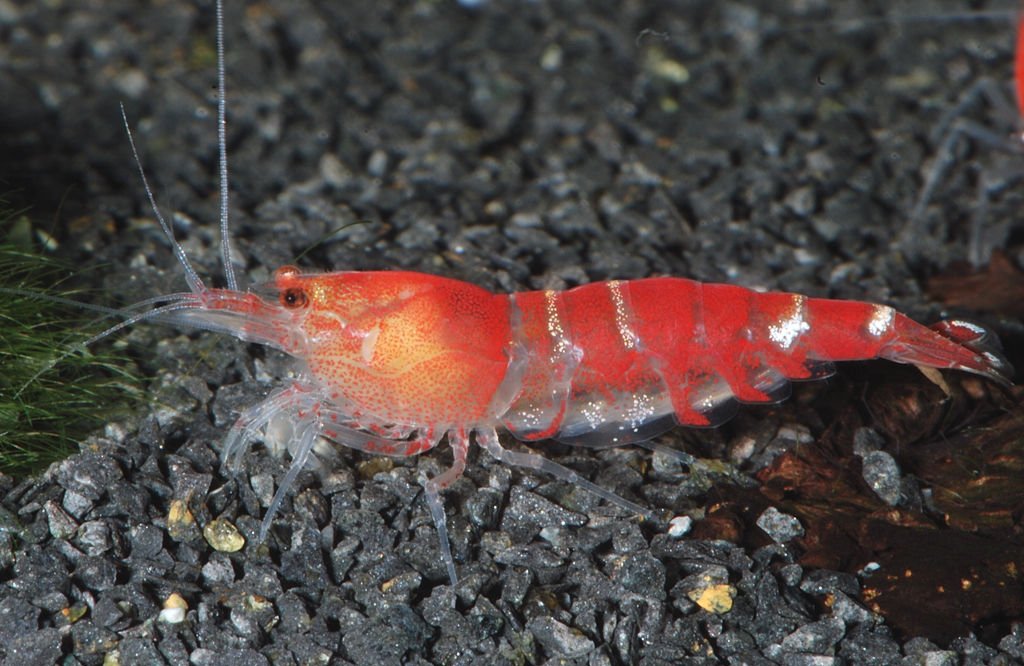Red and white banded bee shrimp on dark aquarium gravel