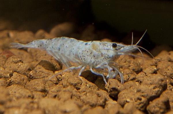 Bacterial Infections in Shrimp Tanks: Signs, Causes & Treatment - Superior Shrimp & Aquatics