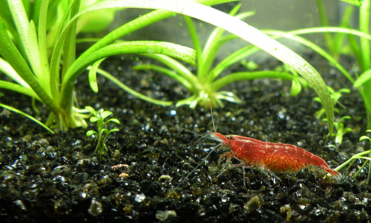 Red cherry shrimp on dark aquarium substrate beside green aquatic plants