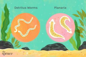 Detritus Worms in Your Aquarium: What They Are, Why They Appear & What To Do - Superior Shrimp & Aquatics