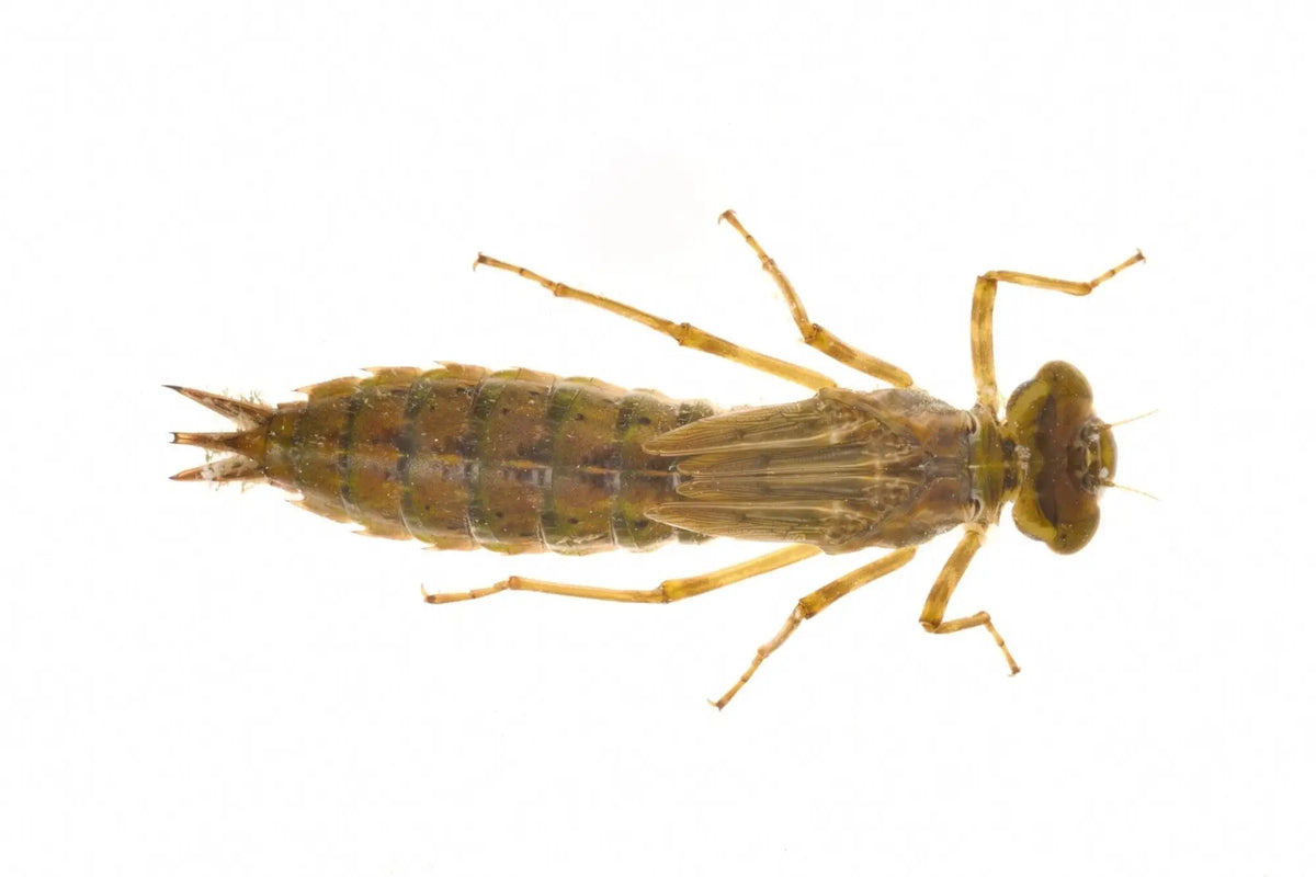 Dragonfly Nymphs (Odonata: Anisoptera) in Shrimp & Nano Tanks: A Scientific Field Guide - Superior Shrimp & Aquatics