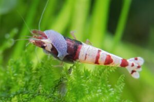 Eliminating Planaria in Your Shrimp Tank: A Complete Guide - Superior Shrimp & Aquatics