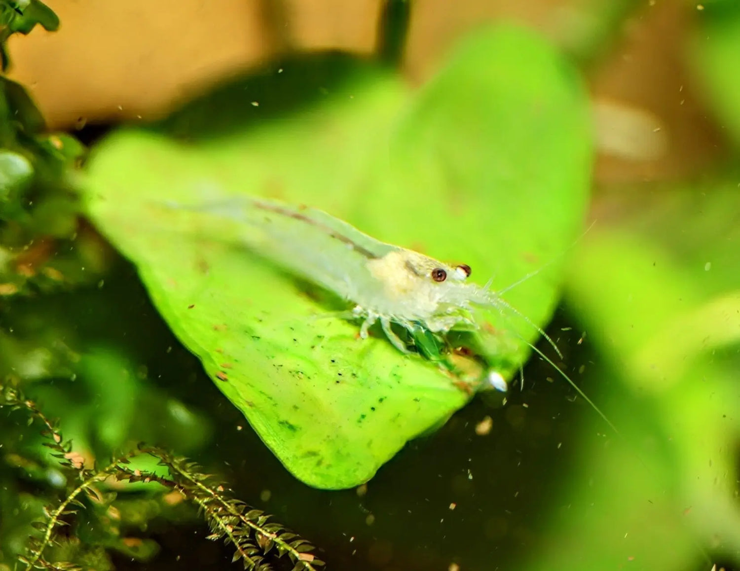 KH (Carbonate Hardness) in Shrimp Tanks: Complete Guide - Superior Shrimp & Aquatics