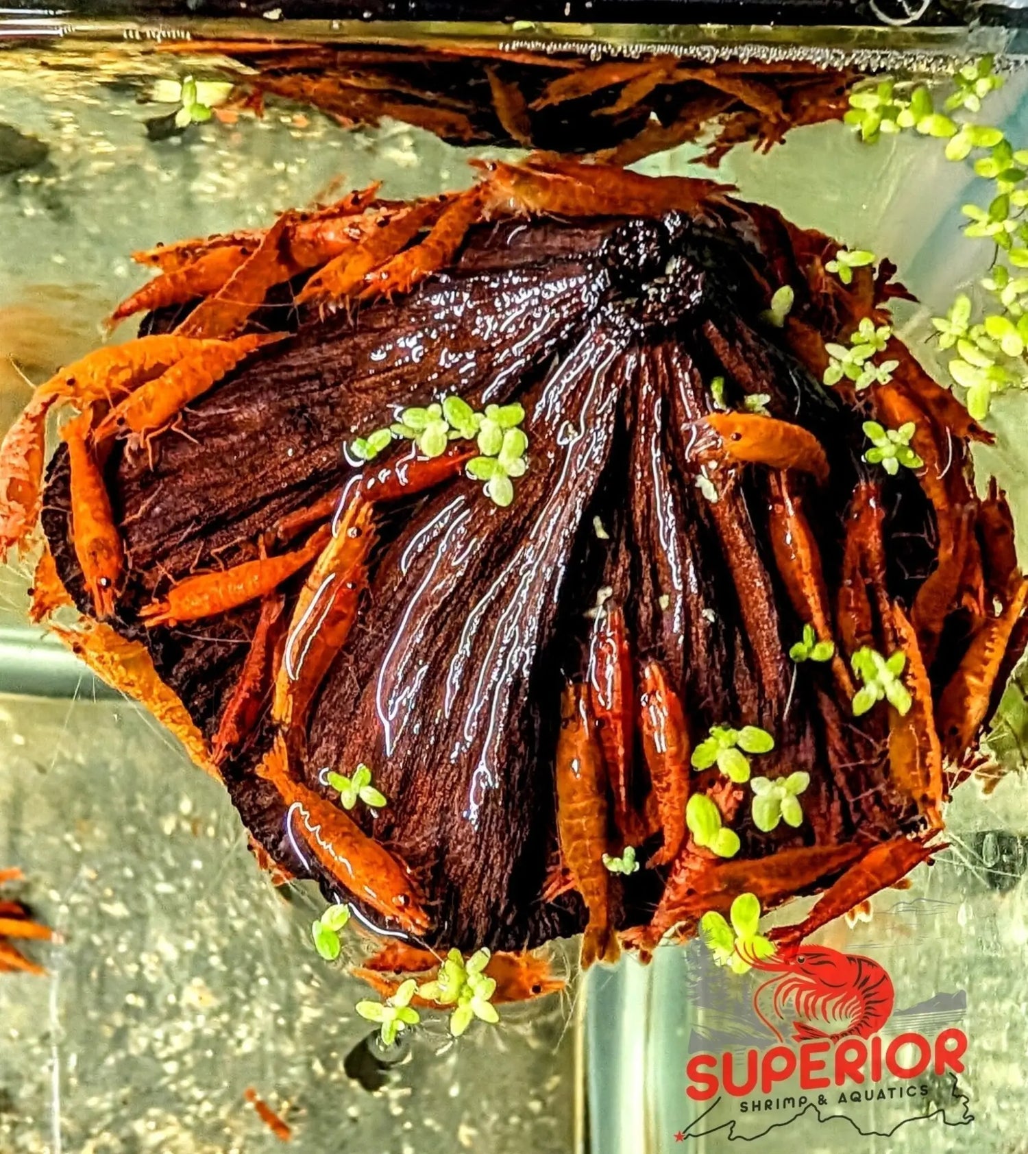 Lotus Pod (Nelumbo nucifera): The Botanical That Does Three Jobs at Once - Superior Shrimp & Aquatics