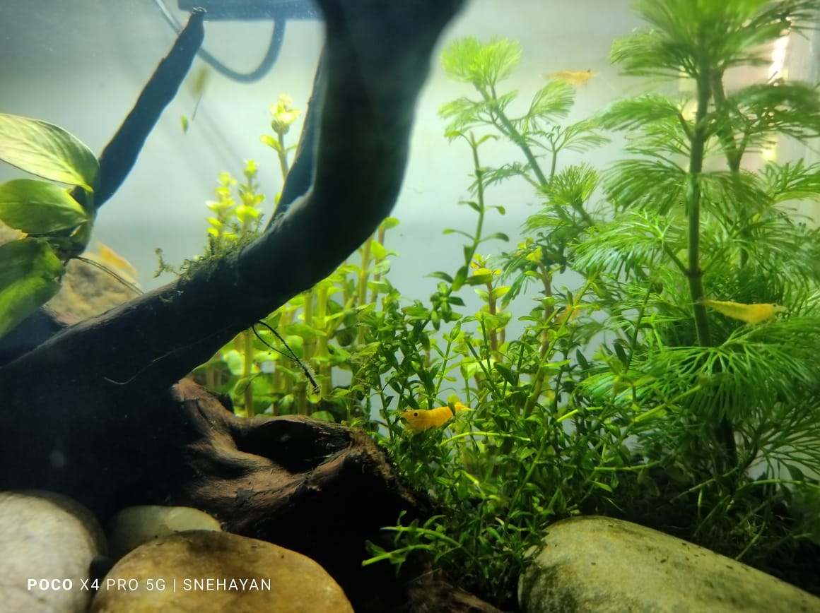Yellow Neocaridina shrimp among live aquatic plants and driftwood in a freshwater aquarium