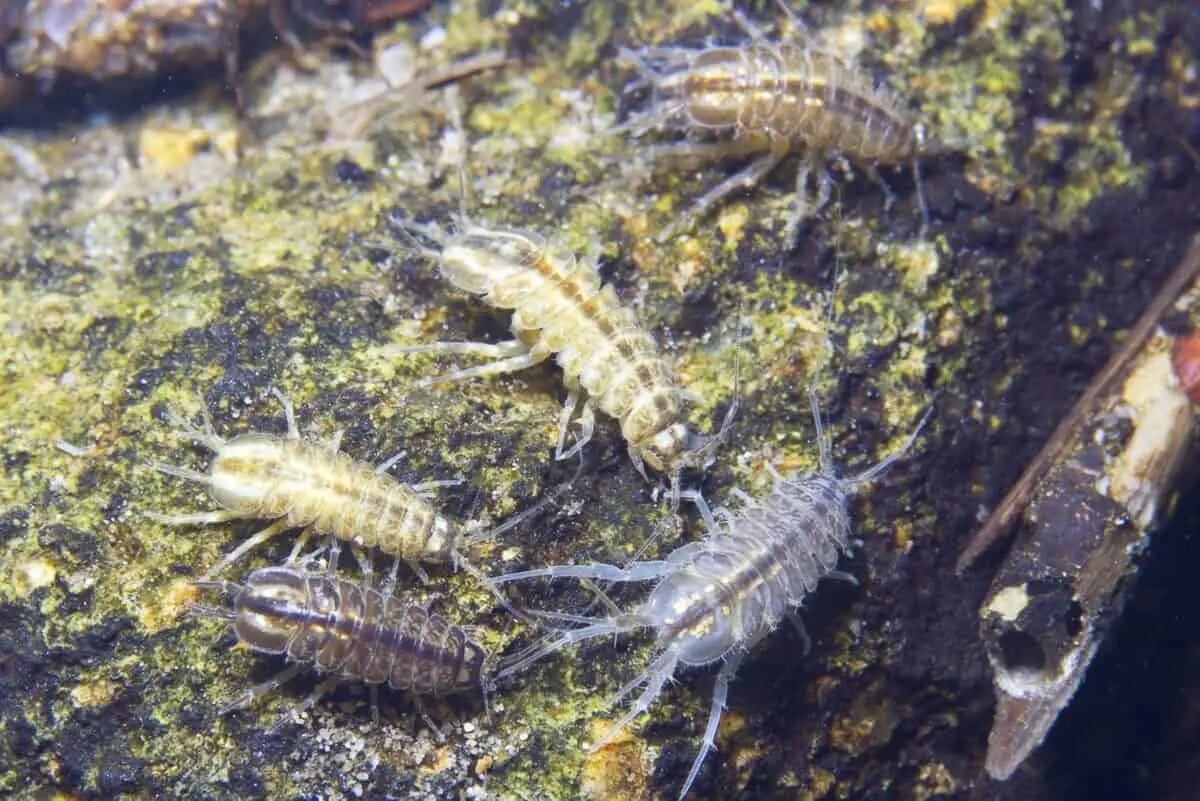 Scuds in Aquariums: Beneficial Cleaners or Shrimp Tank Threat? - Superior Shrimp & Aquatics