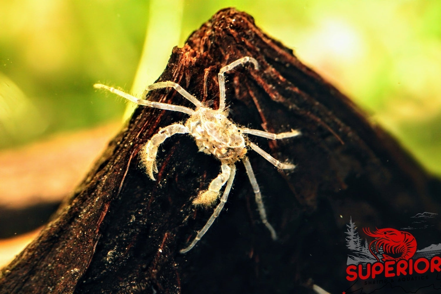 Thai Micro Crab Care Guide: Limnopilos naiyanetri - Superior Shrimp & Aquatics