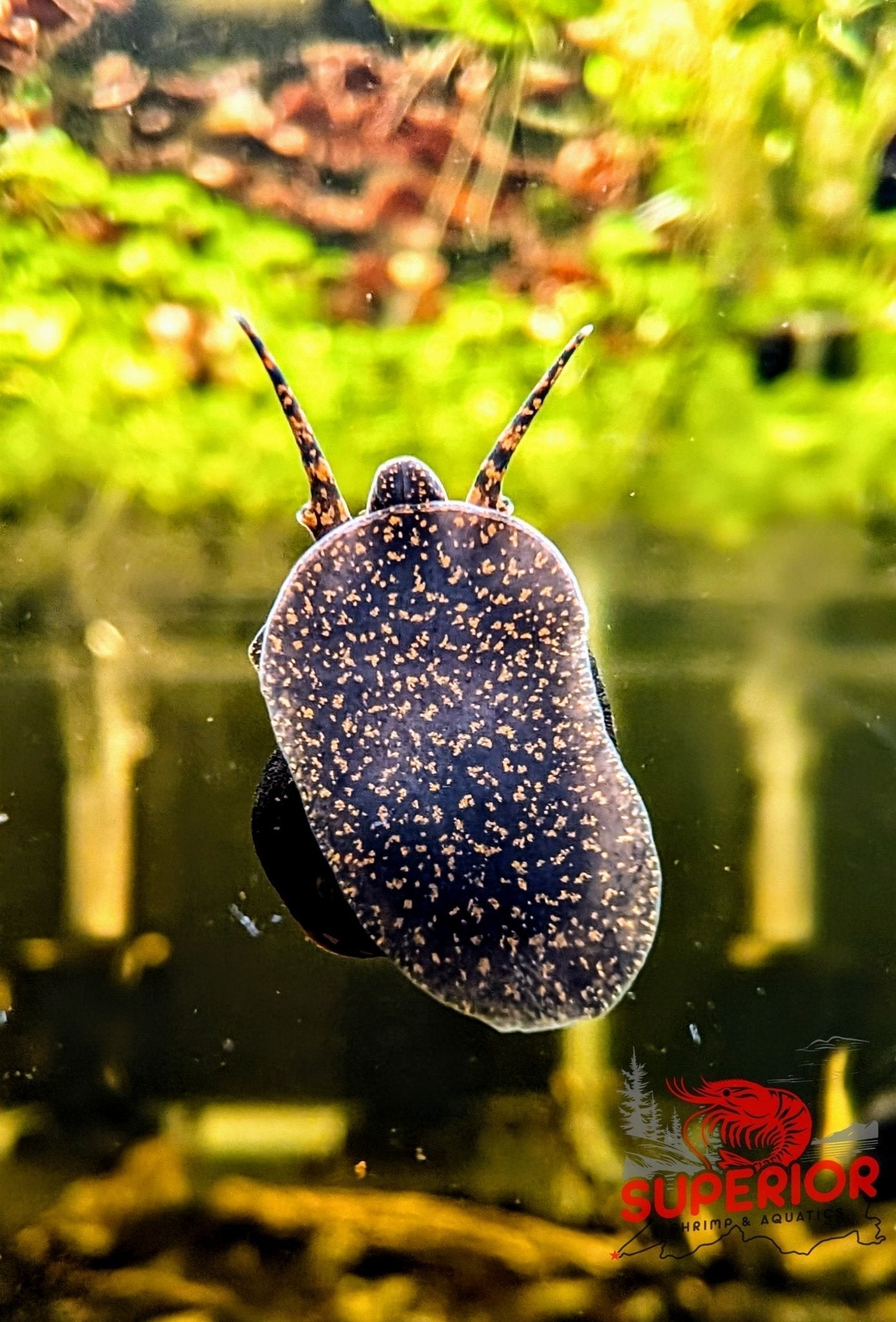The Orange River Snail: A Quirky Gem for Your Aquarium - Superior Shrimp & Aquatics