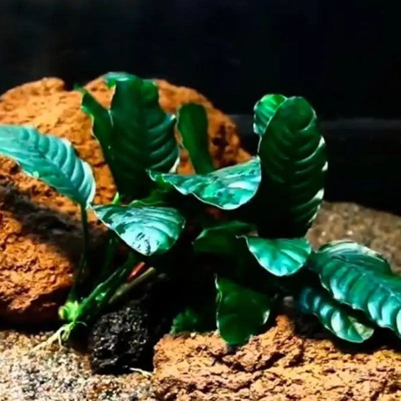 Anubias 'Coffeefolia' with ridged dark green leaves among aquarium rocks