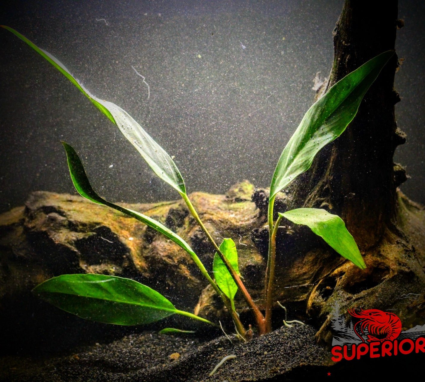 Anubias Barteri 'Frazeri' Aquatic Plants – Superior Shrimp