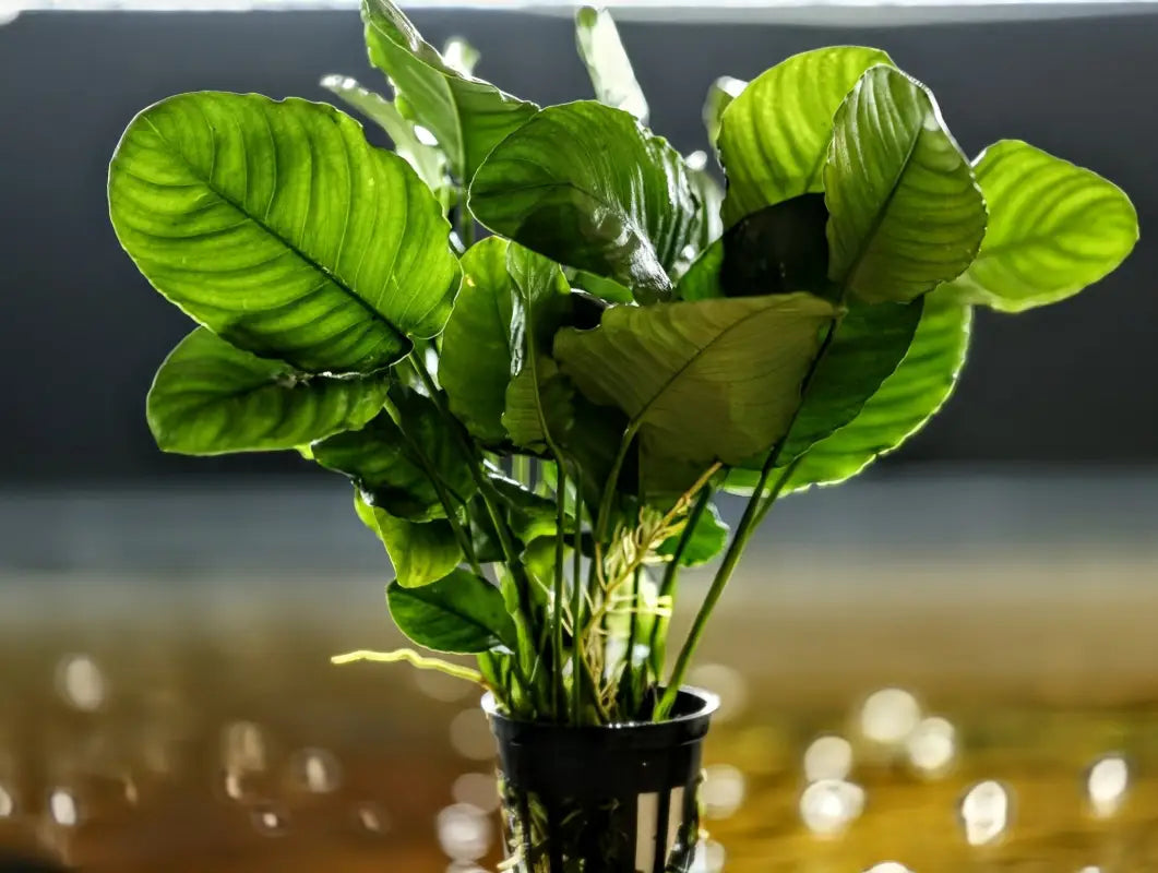 Anubias Barteri ('Wrinkled') - Superior Shrimp & Aquatics
