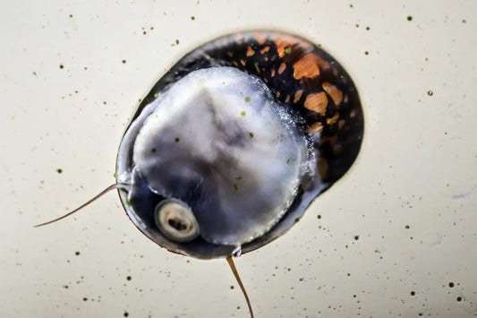 Batik Nerite Snail (Neritina variegata) - Superior Shrimp & Aquatics