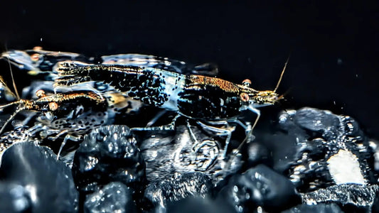 Black Rili Shrimp - Superior Shrimp & Aquatics