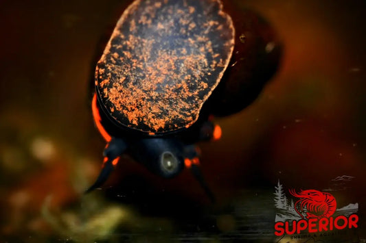 Blueberry Snail - Superior Shrimp & Aquatics
