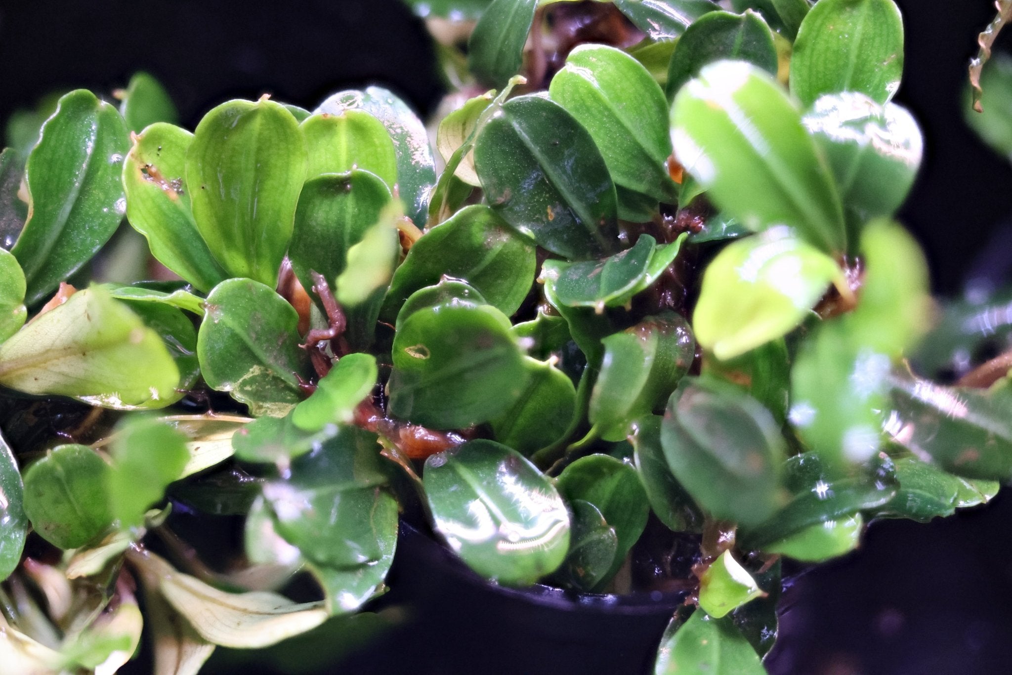 Bucephalandra Apple Leaf | Aquatic Plants – Superior Shrimp & Aquatics