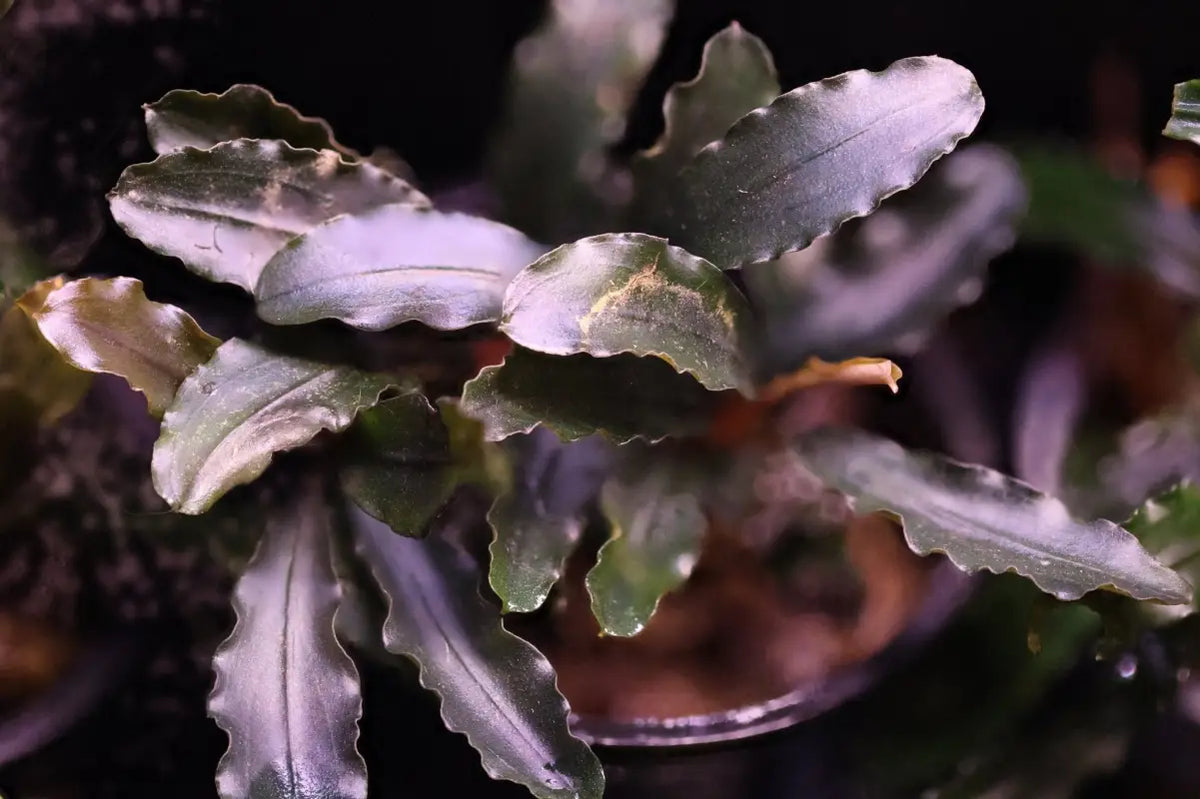 Bucephalandra Artemis - Superior Shrimp & Aquatics