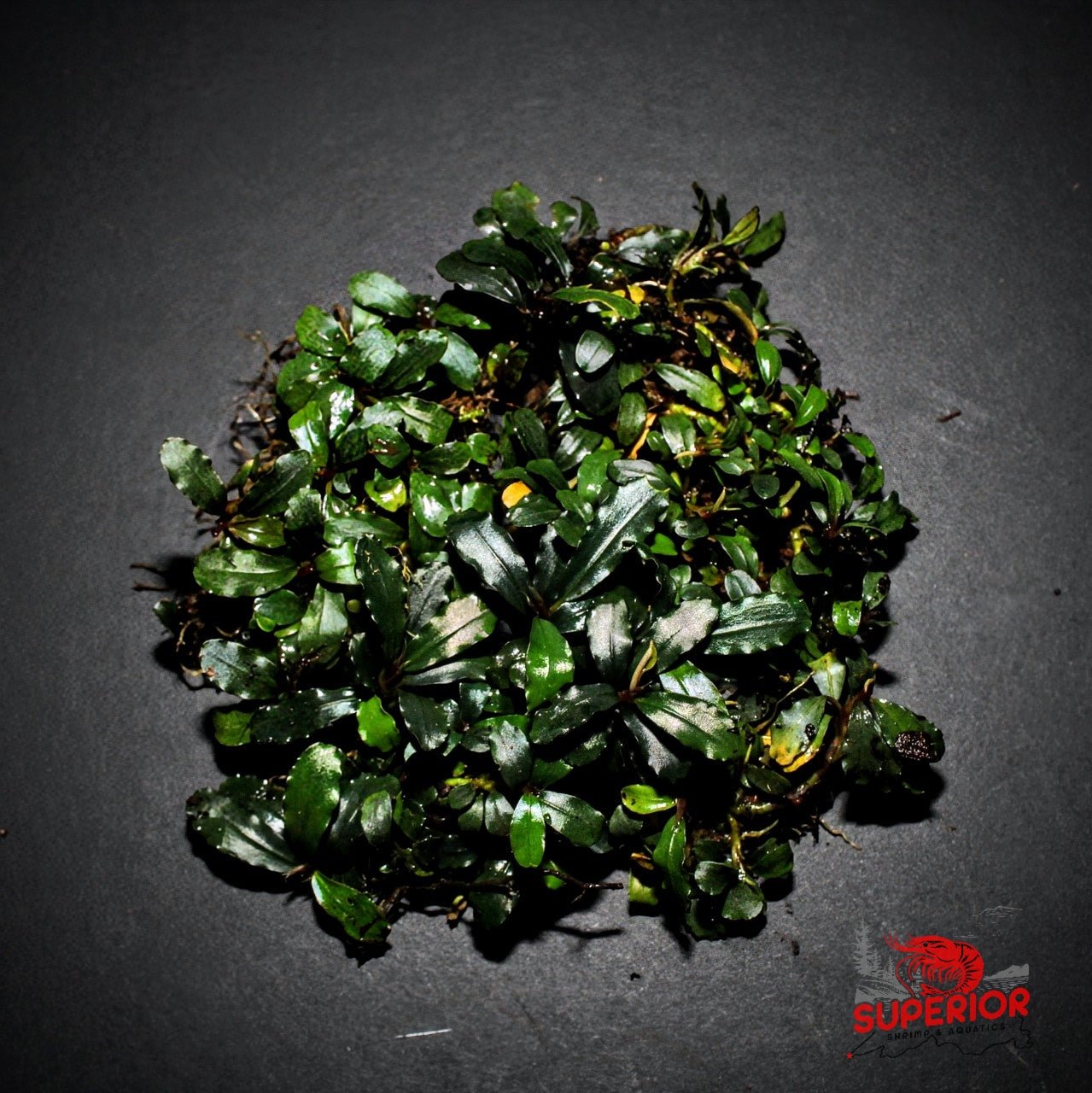 Bucephalandra Broad Wavy – Superior Shrimp & Aquatics