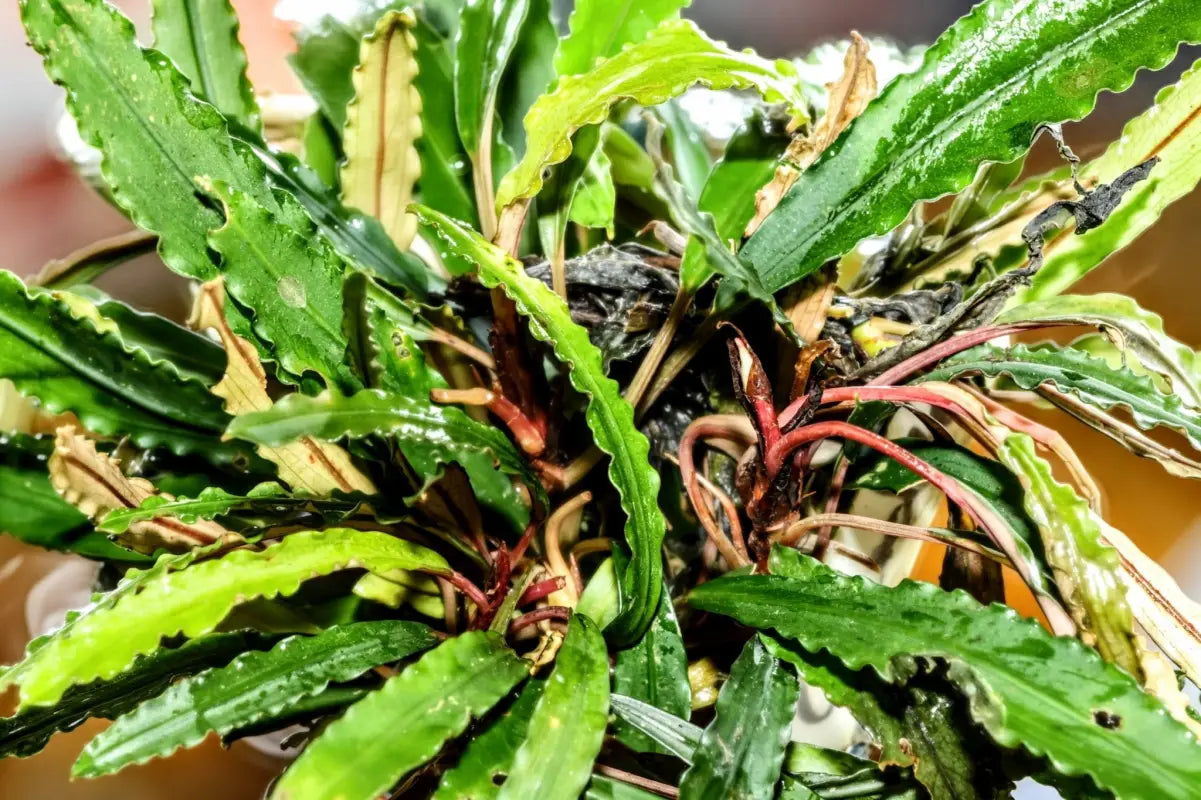 水草 Bucephalandra sp.Super Demos Bucephalandra Crocodile - Superior Shrimp & Aquatics