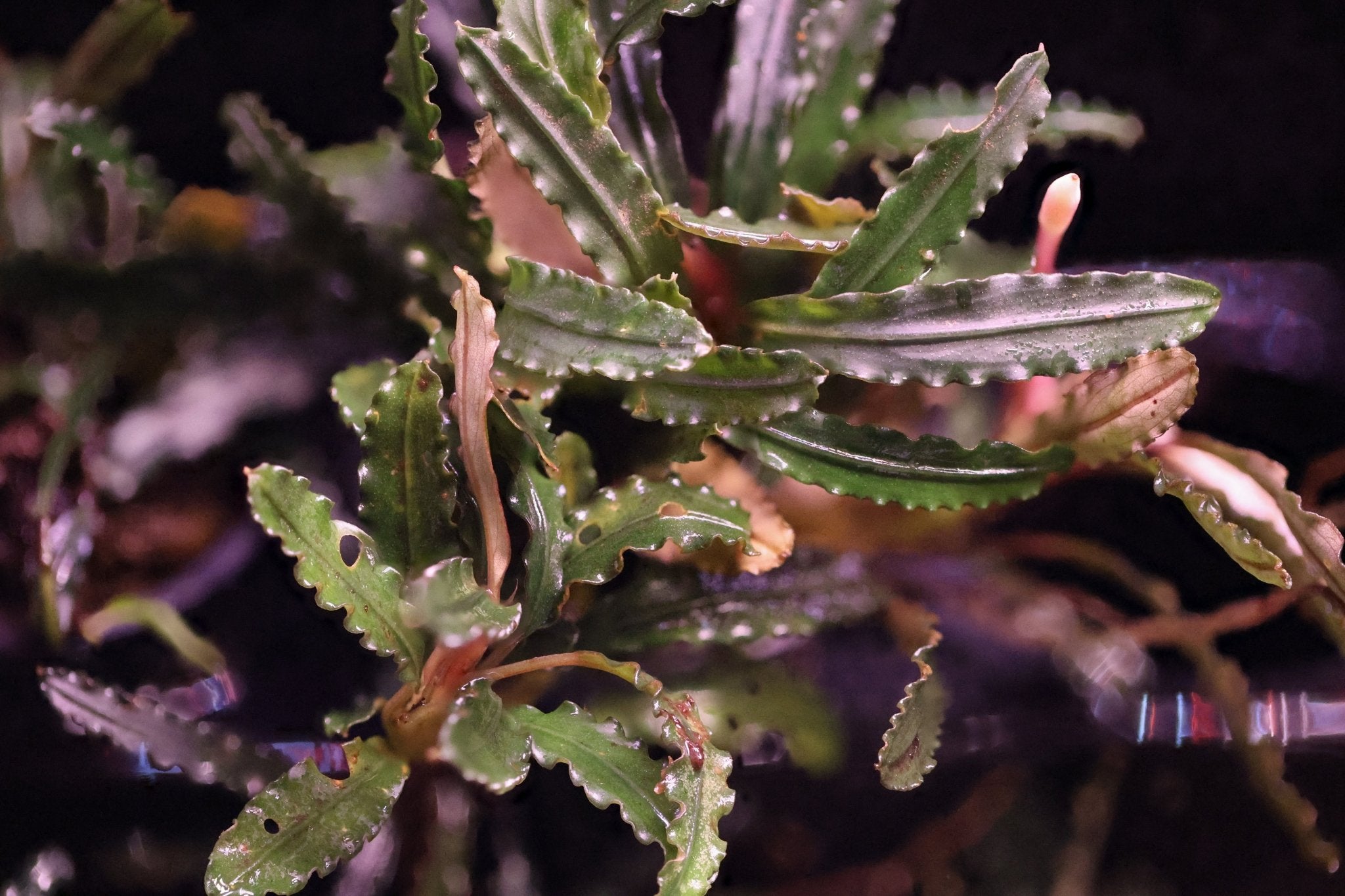 【ID便】Bucephalandra sp. Kedagang 画像確認用 ID便】Bucephalandra sp. Kedagang 画像確認用 ID便】ブセファランドラ