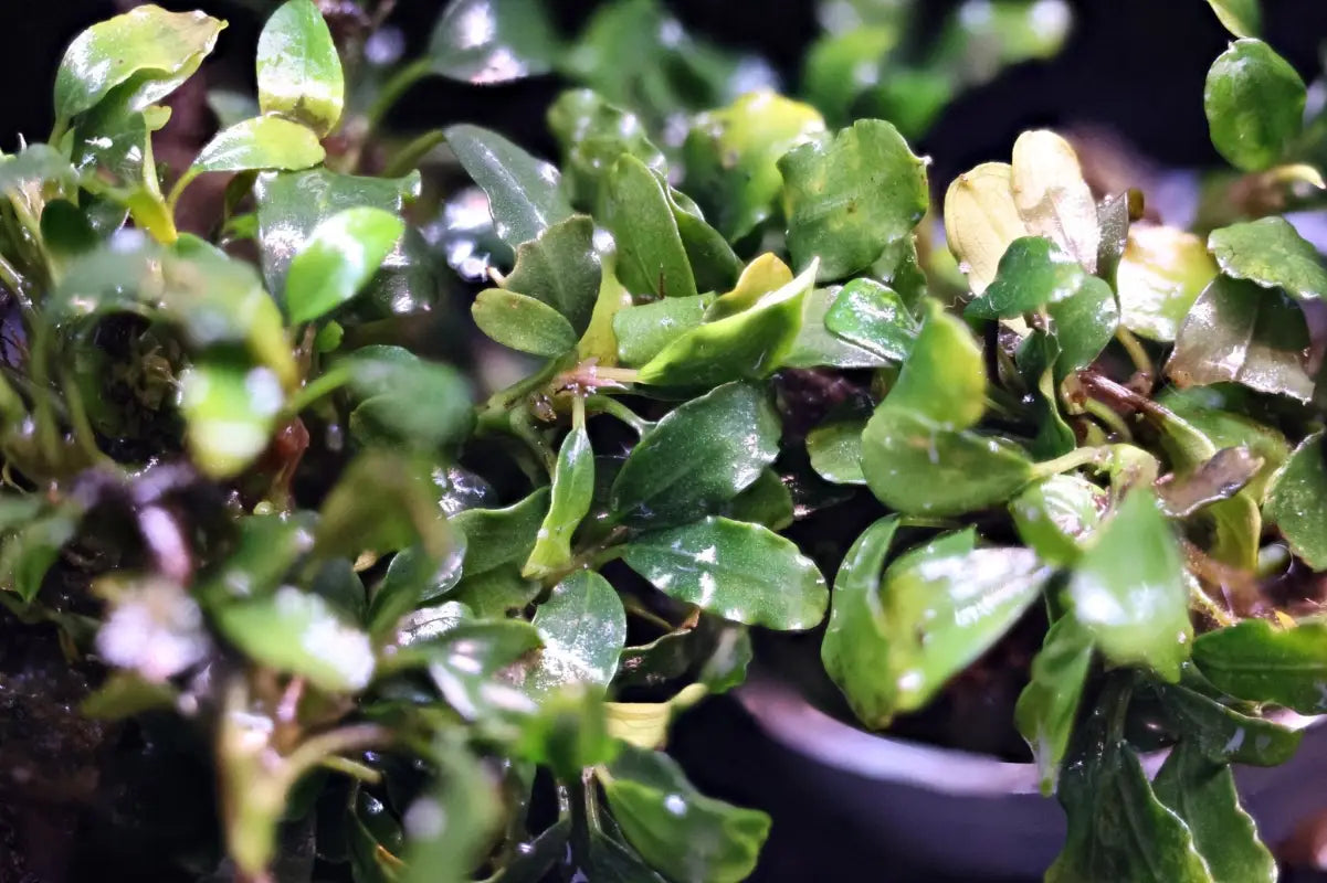 Bucephalandra Silver Powder | Aquatic Plants – Superior Shrimp