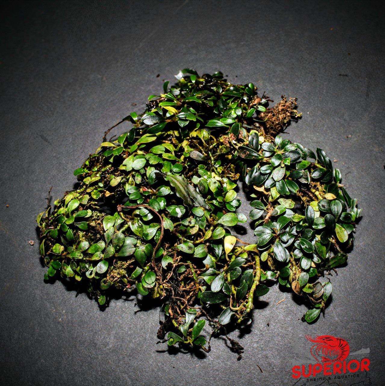 Bucephalandra Super Mini Coin – Superior Shrimp & Aquatics