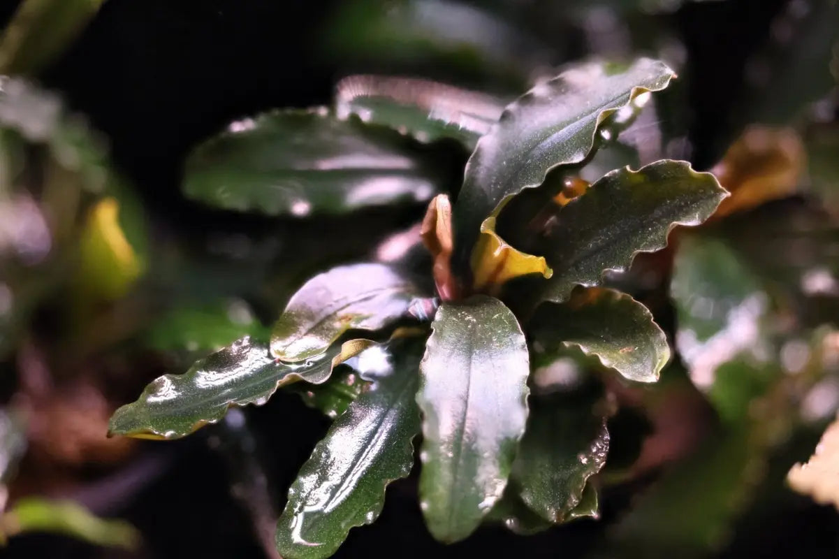 水草 Bucephalandra sp. \
