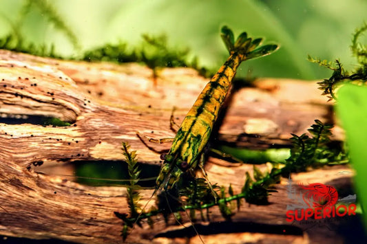 Cantaloupe Shrimp - Superior Shrimp & Aquatics