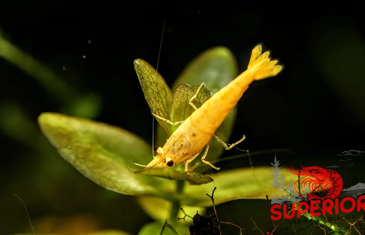 Crested Cream Shrimp - Superior Shrimp & Aquatics
