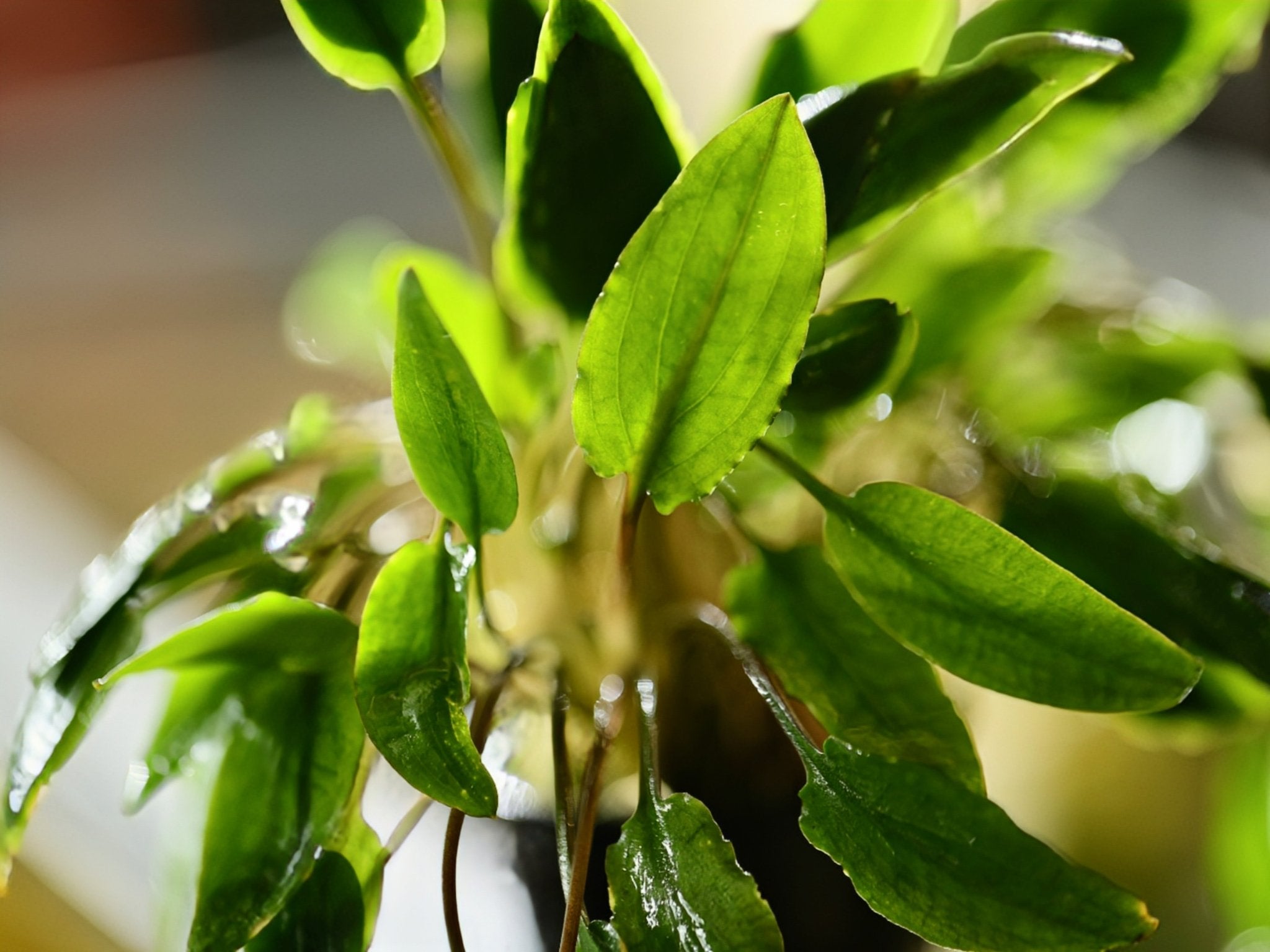 striolata Cryptocoryne Mahakamu Mit_Therapy_Kratom_Extract_Cap TB便 hulu 水草