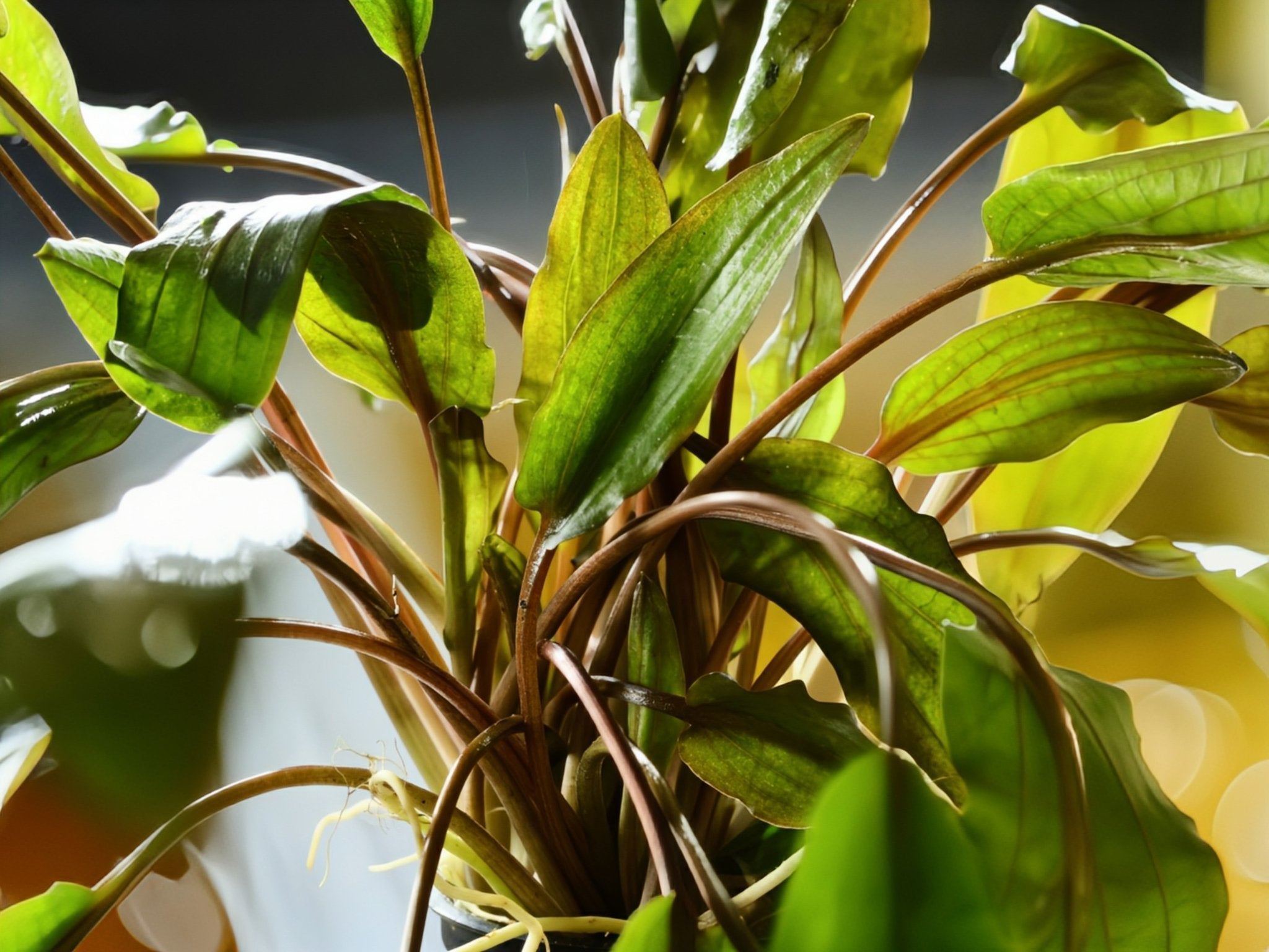 Cryptocoryne Wendtii Bronze Undulata | Aquatic Plants – Superior