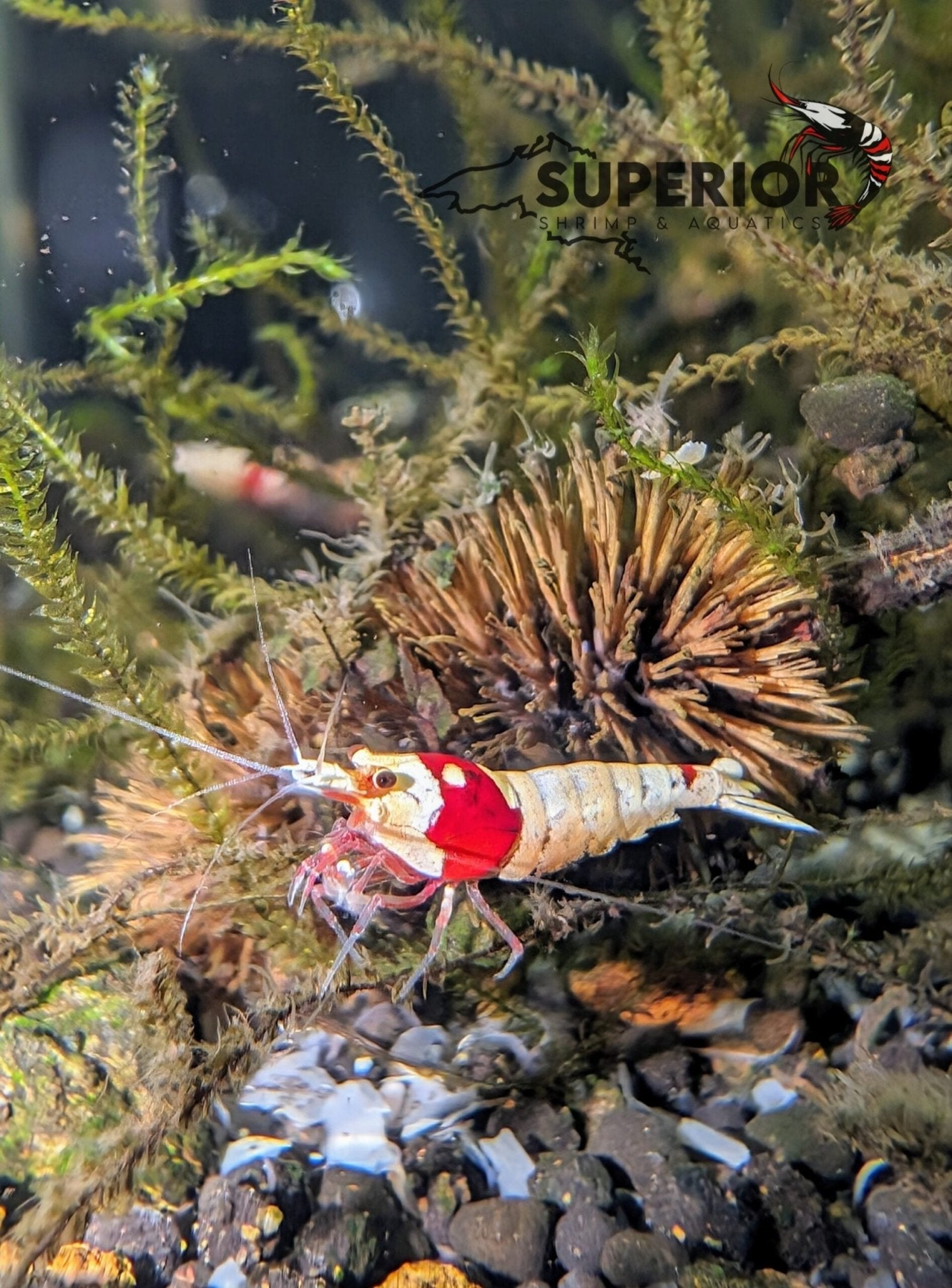 Crystal Red (CRS) Shrimp | Caridina Freshwater Aquarium – Superior