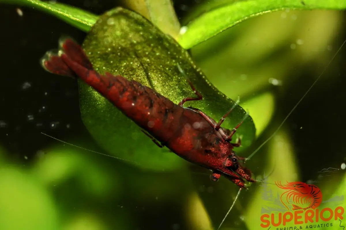 Dark Bloody Mary | Neocaridina Freshwater Aquarium – Superior