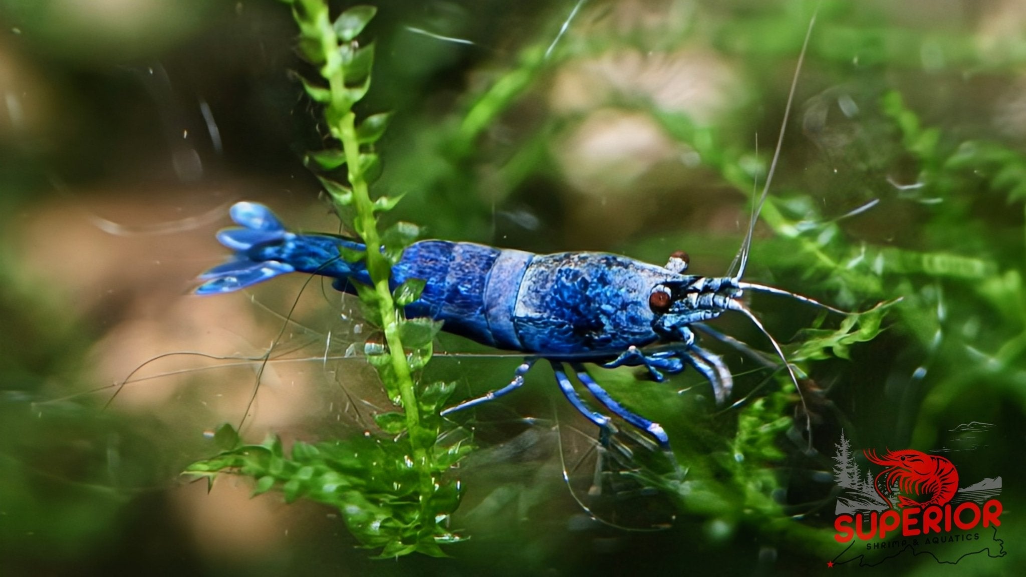 Extreme Blue Bolt Shrimp | Caridina Freshwater Aquarium – Superior