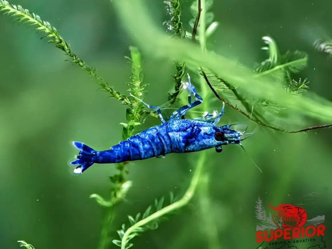 Extreme Blue Bolt Shrimp - Superior Shrimp & Aquatics