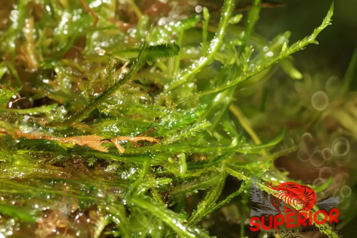 Flame Moss (Taxiphyllum sp. 'Flame') - Superior Shrimp & Aquatics