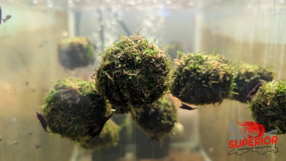 Floating Moss Ball - Superior Shrimp & Aquatics