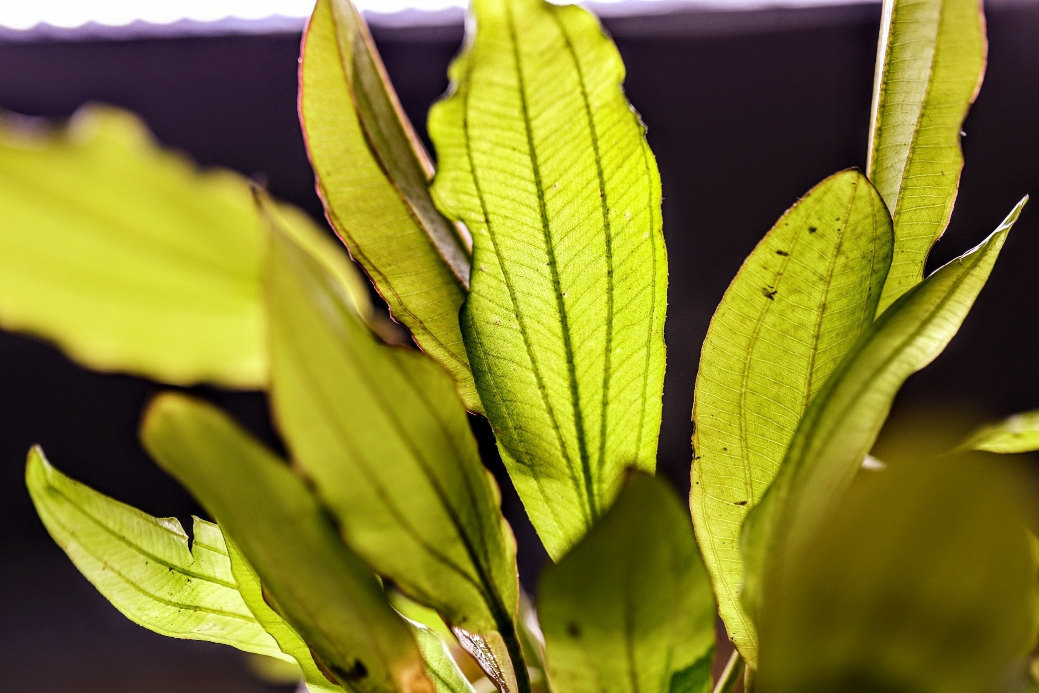 Golden Melon Sword (Echinodorus 'Golden Melon') | Aquatic Plants