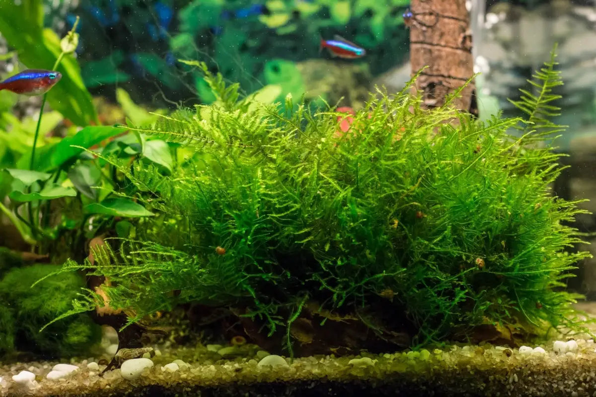 Java moss covering aquarium hardscape, with small fish swimming above