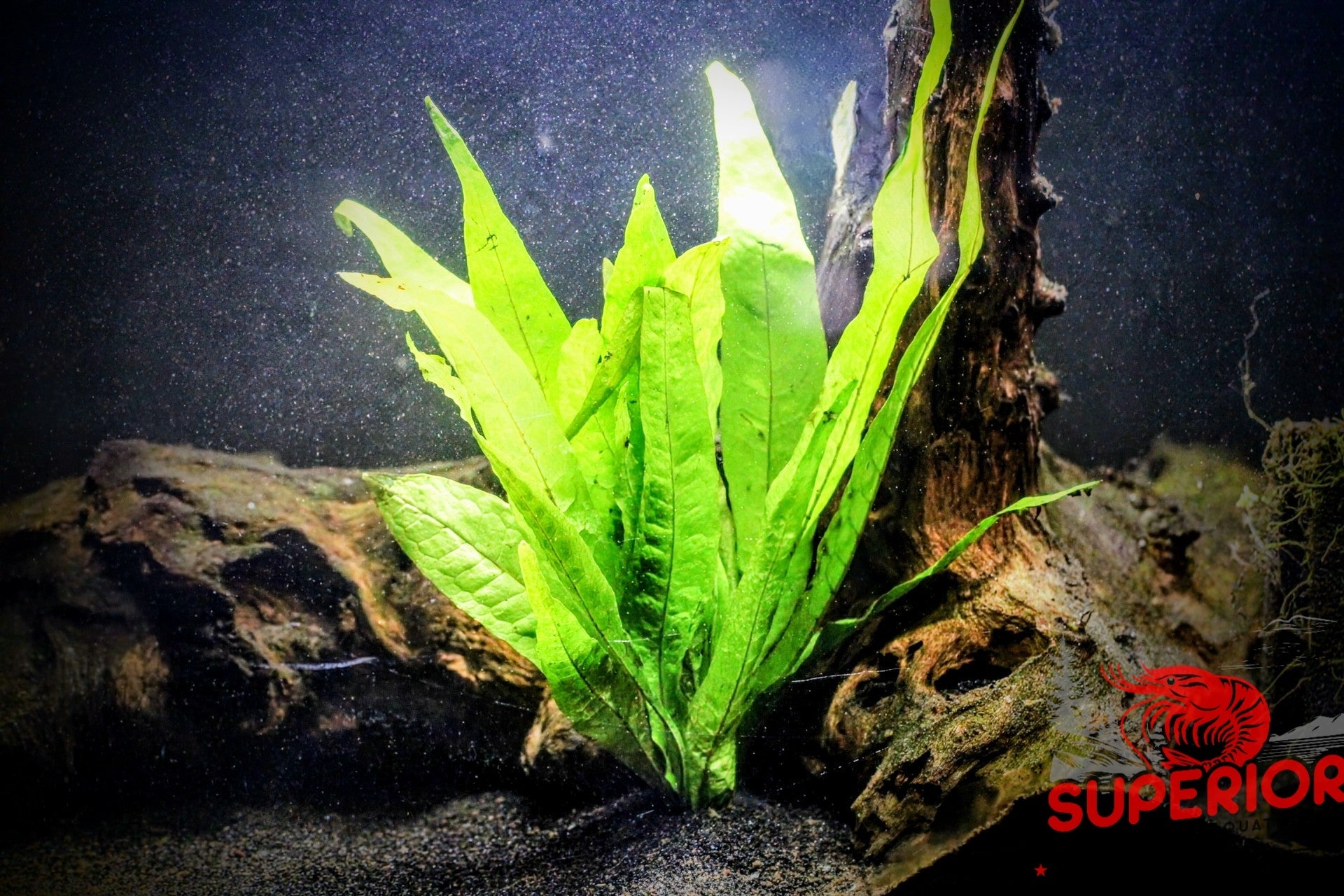 Malaysian Red Microsorum Pteropus Aquatic Plants – Superior