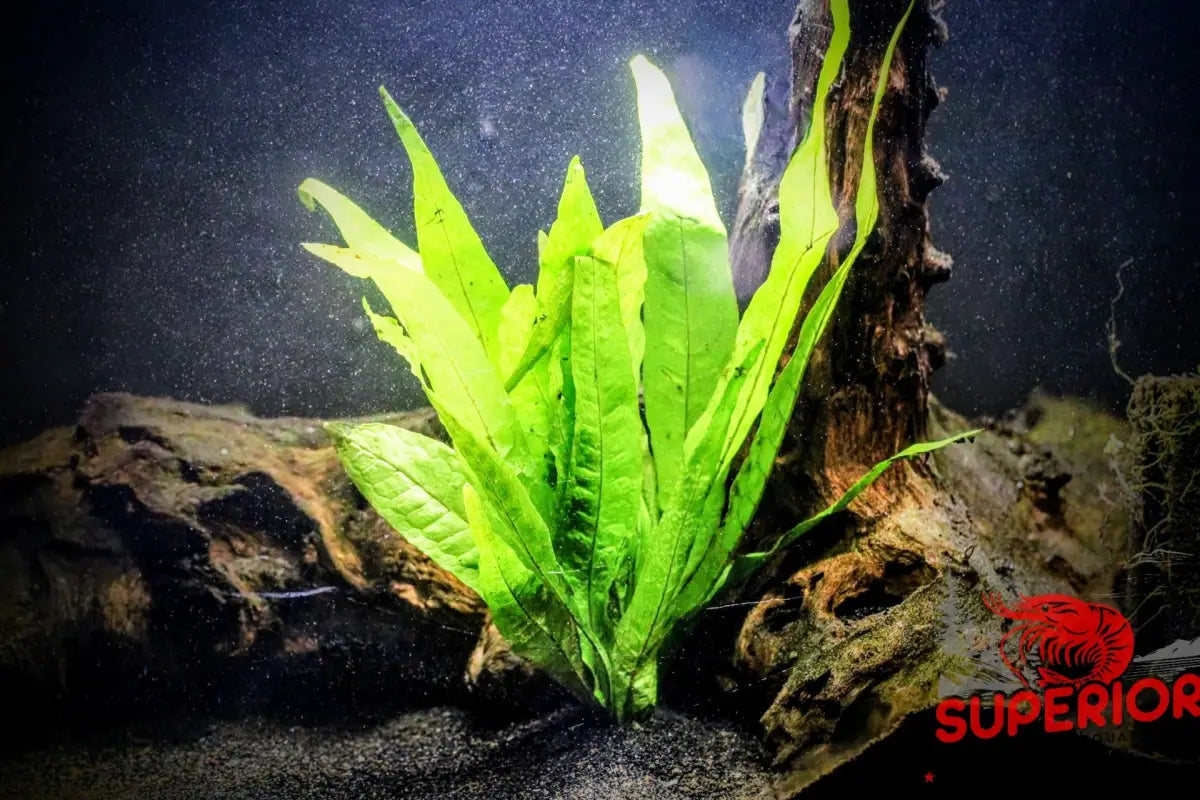 Malaysian Red (Microsorum pteropus) - Superior Shrimp & Aquatics