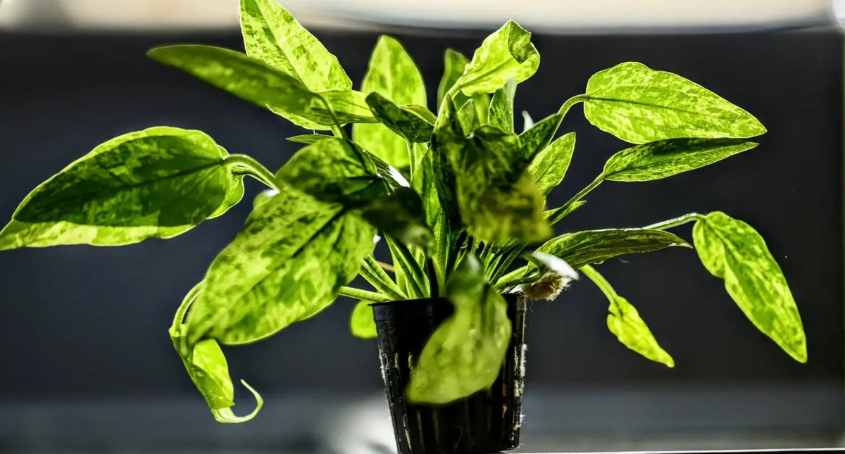 Marble Queen Radican Sword ('Echinodorus grisebachii) - Superior Shrimp & Aquatics