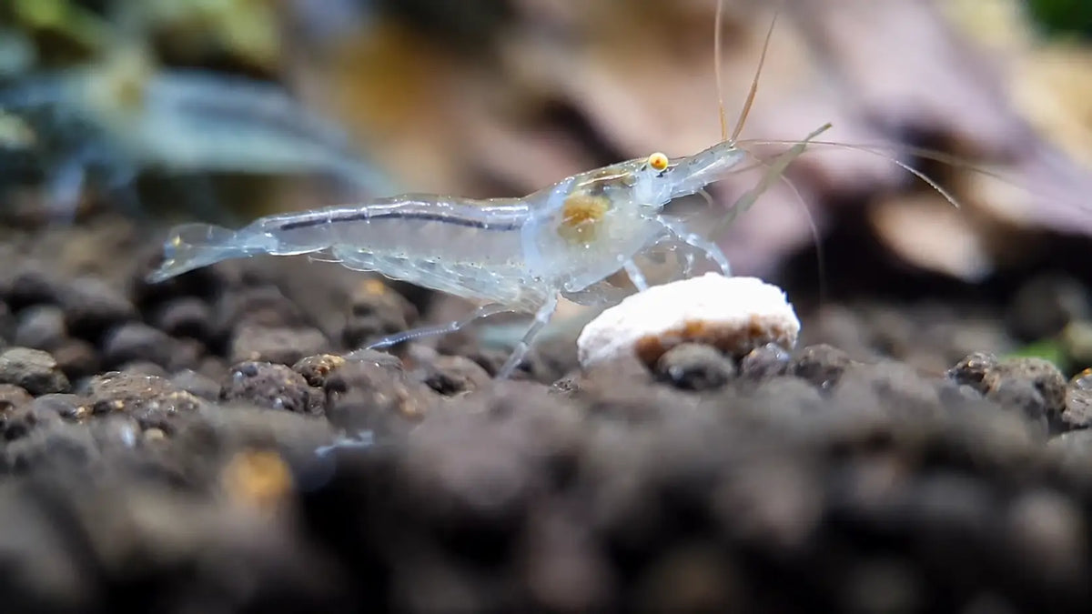 Orange Eye Snowball Shrimp - Shrimp