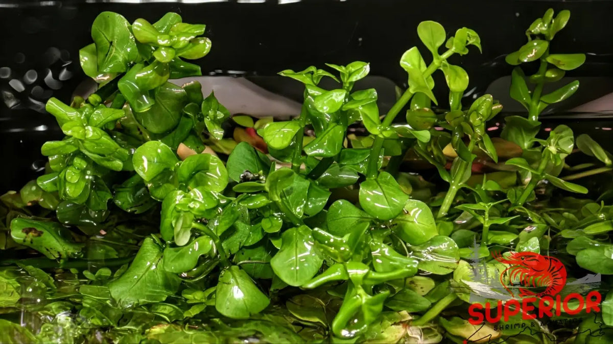 Rotala Green (Rotala rotundifolia ‘Green’) - Superior Shrimp & Aquatics
