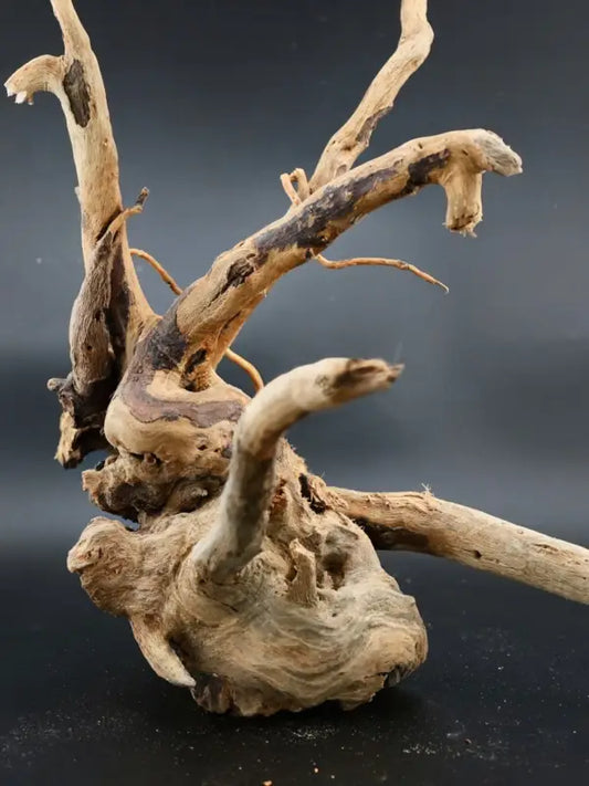 Spider Wood - Superior Shrimp & Aquatics