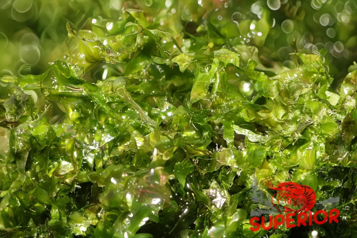 Close-up of the flat green lobes of Subwassertang