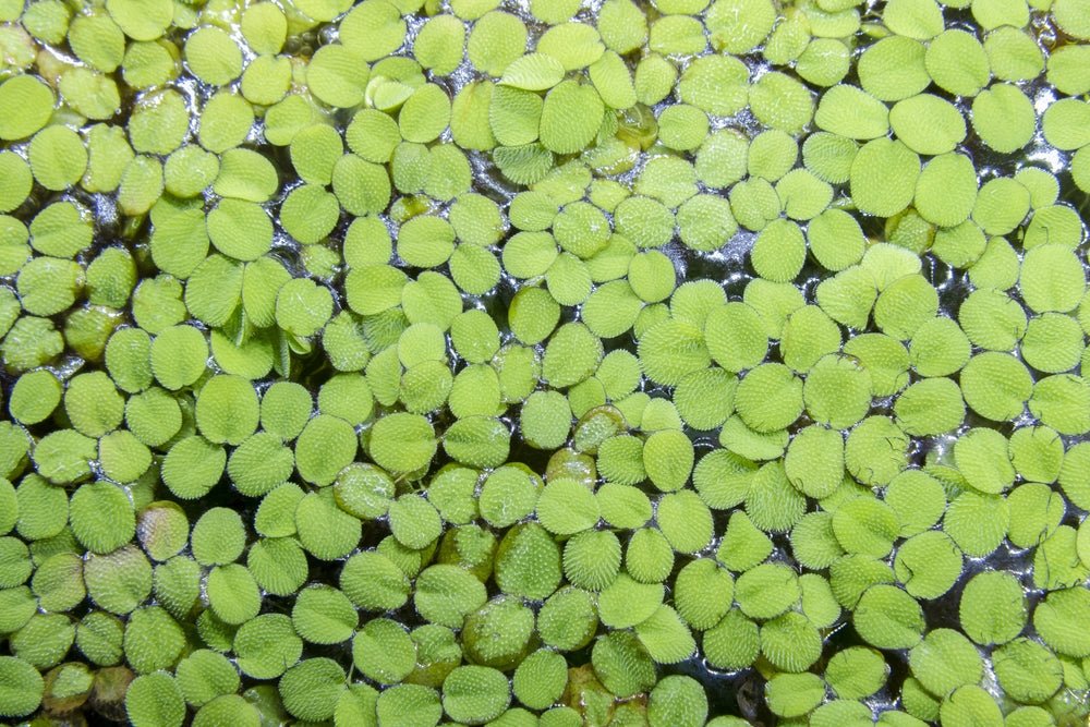 Water Spangles (Salvinia Minima) | Aquatic Plants – Superior Shrimp & Aquatics