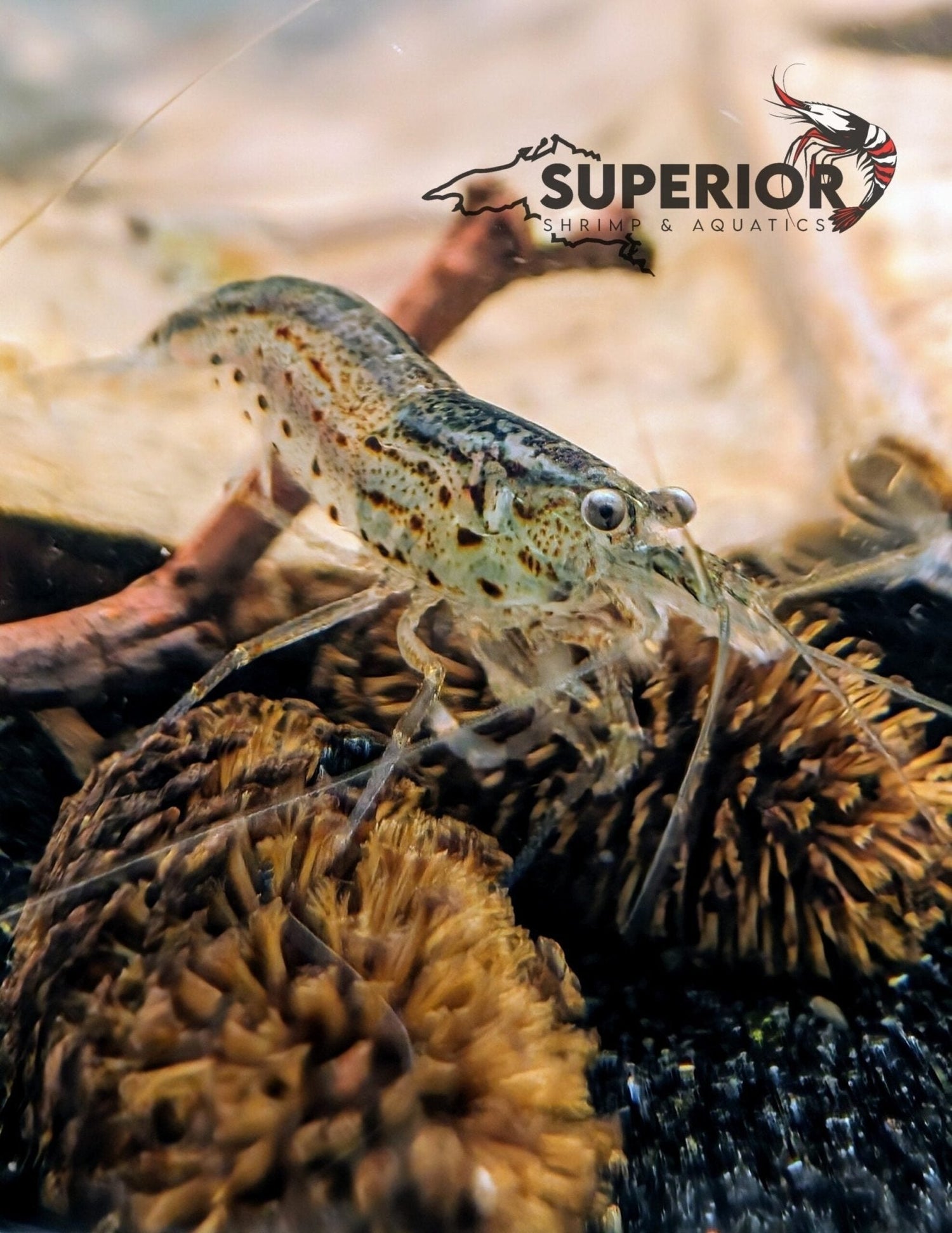 Amano Shrimp (Caridina multidentata): Complete Care Guide - Superior Shrimp & Aquatics