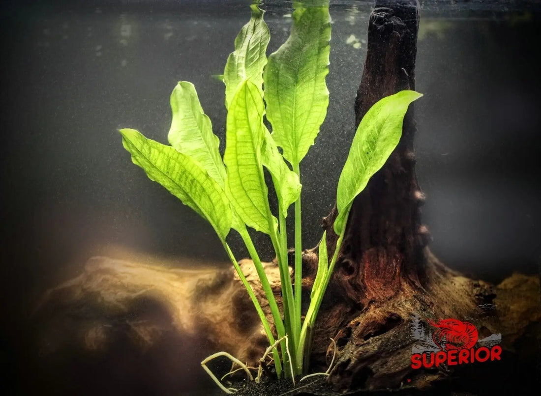 Amazon Sword Plant (Echinodorus grisebachii): Complete Care Guide - Superior Shrimp & Aquatics