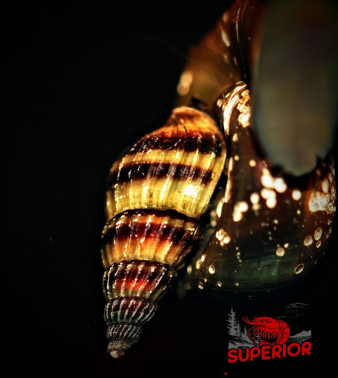 Assassin Snail Care & Breeding Guide – Habitat, Diet, Lifespan & Tips - Superior Shrimp & Aquatics