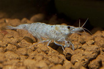 Bacterial Infections in Shrimp Tanks: Signs, Causes & Treatment - Superior Shrimp & Aquatics
